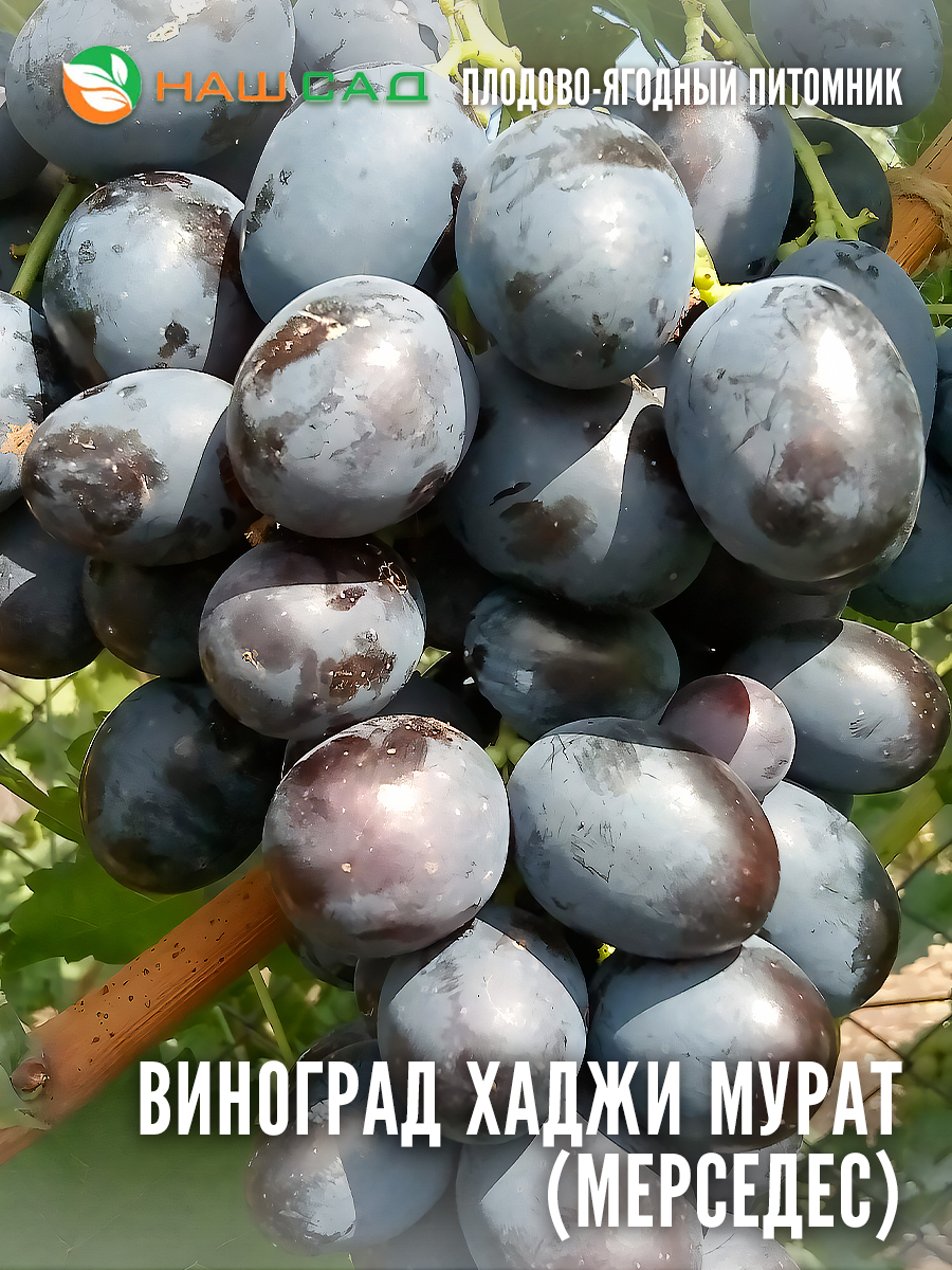 Виноград Хаджи Мурат (Мерседес) Виноград Хаджи Мурат (Мерседес)