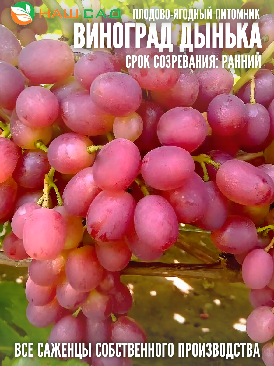 Виноград Дынька Виноград Дынька