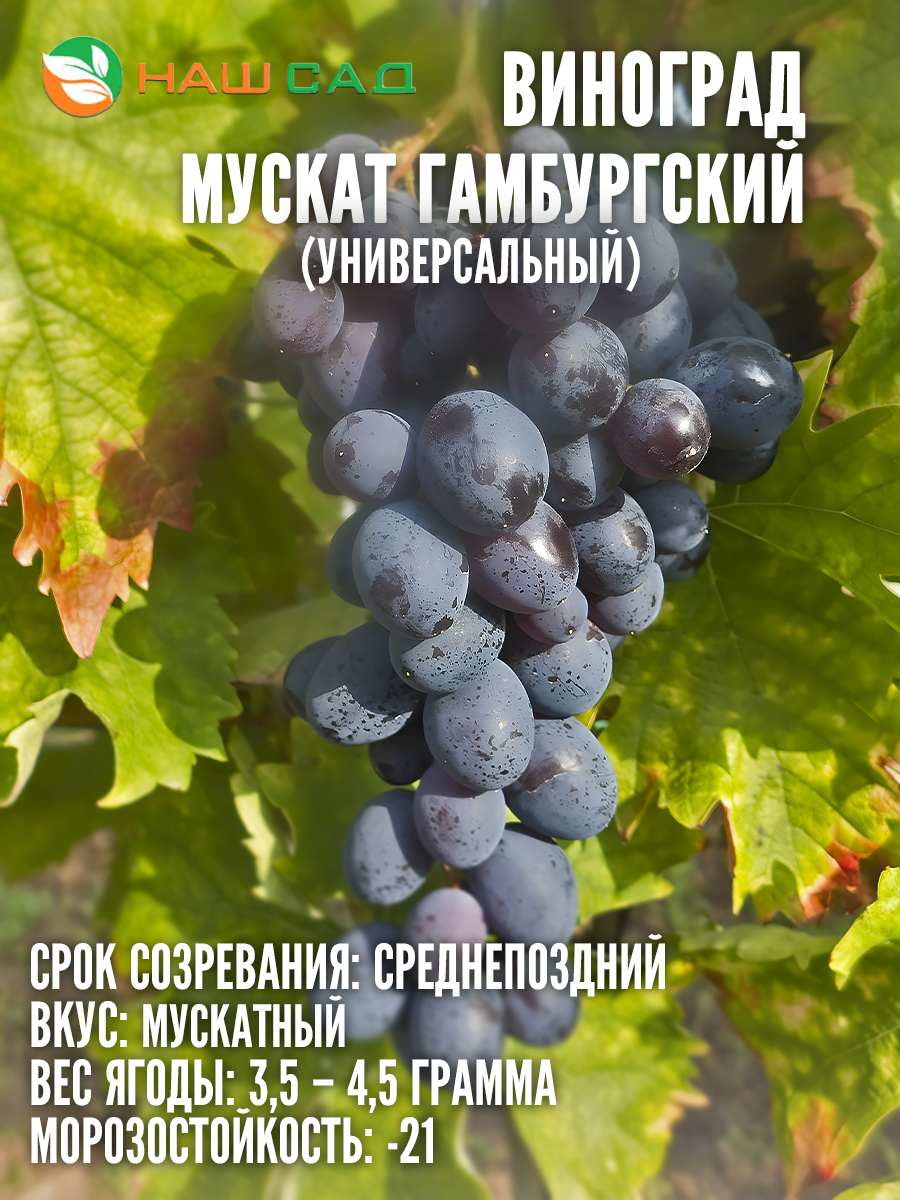 Виноград Мускат Гамбургский Виноград Мускат Гамбургский