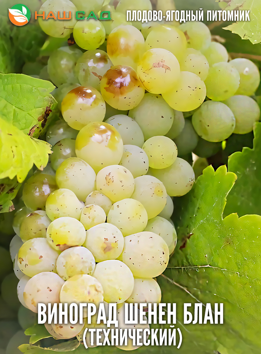Виноград Шенен Блан Виноград Шенен Блан