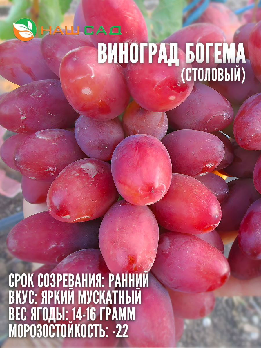 Виноград Богема Виноград Богема