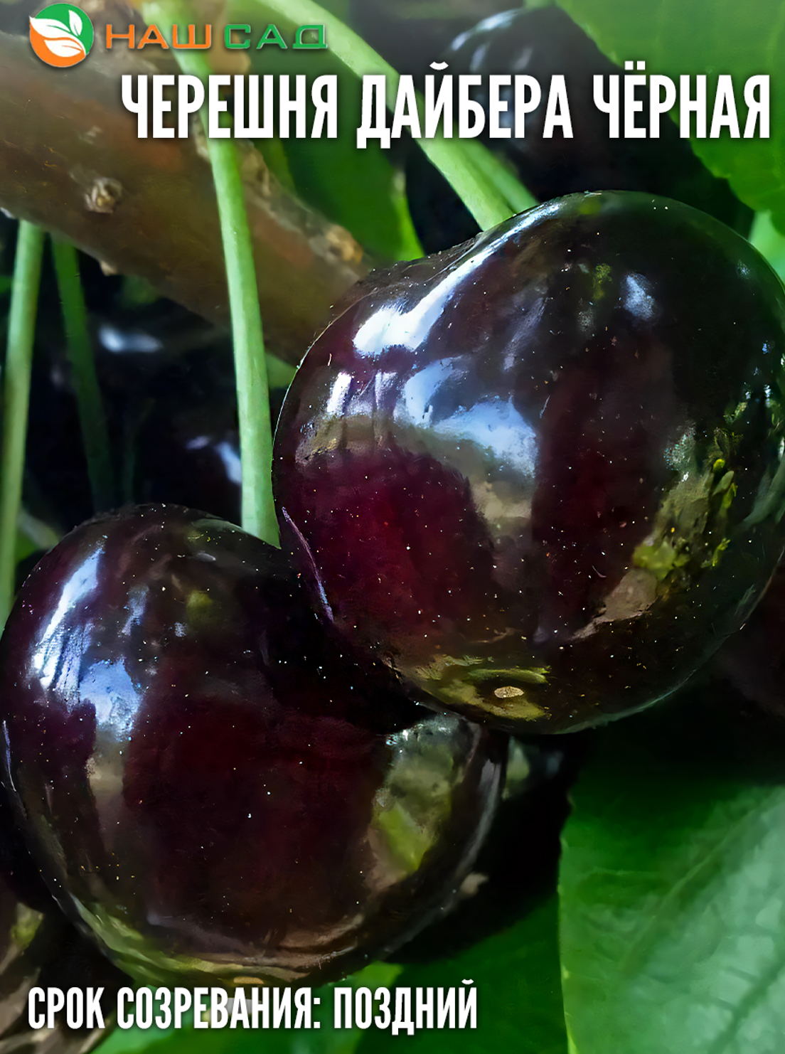 Черешня Дайбера чёрная Черешня Дайбера чёрная
