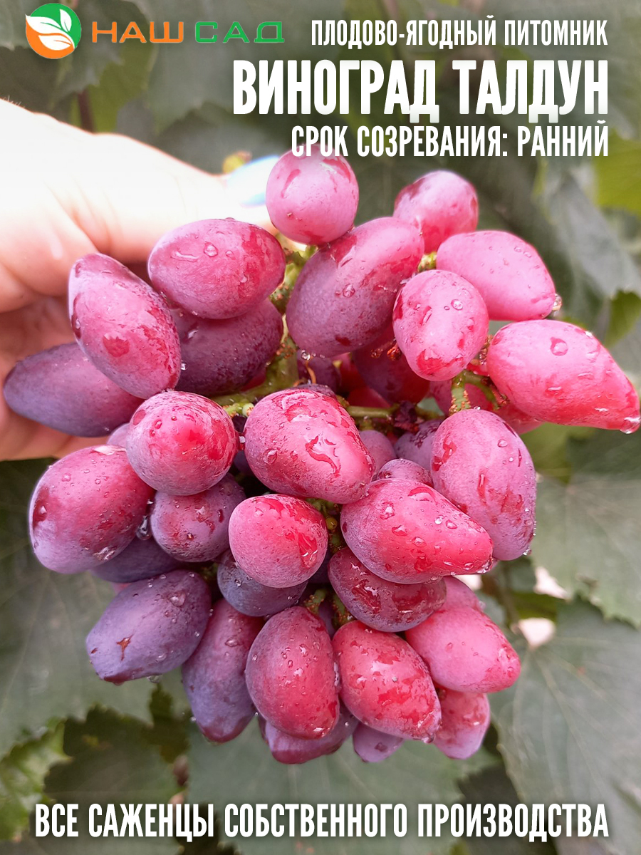 Виноград Талдун Виноград Талдун