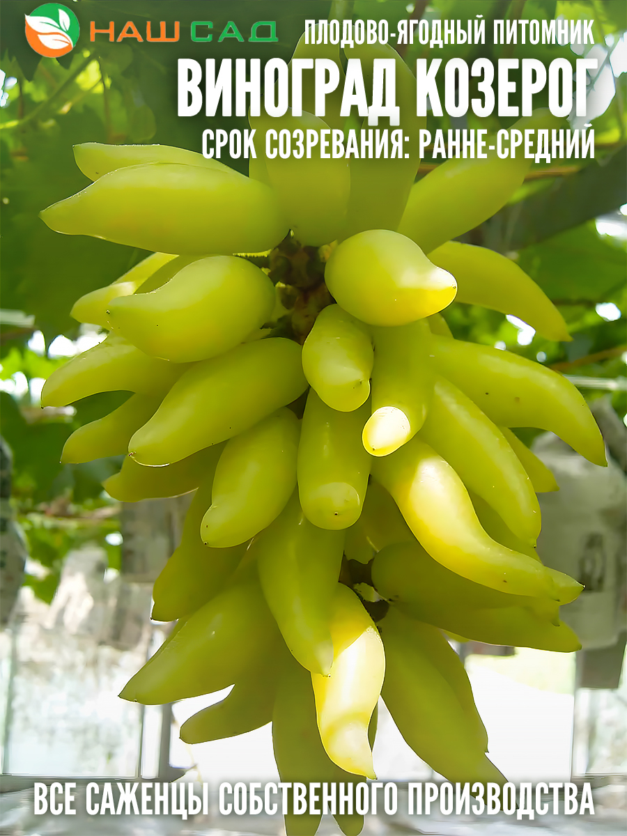 Виноград Козерог Виноград Козерог