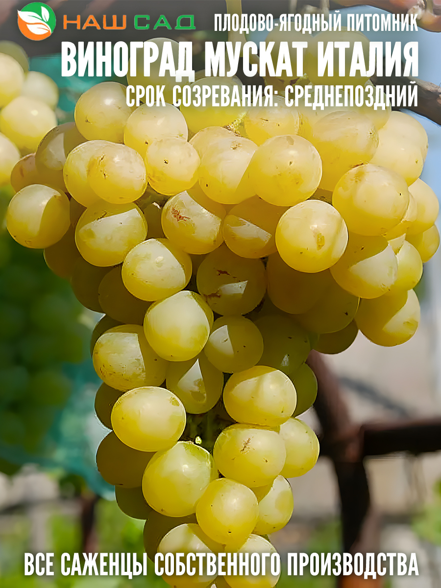 Виноград Мускат Италия Виноград Мускат Италия