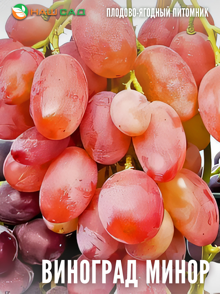 Виноград Минор Виноград Минор