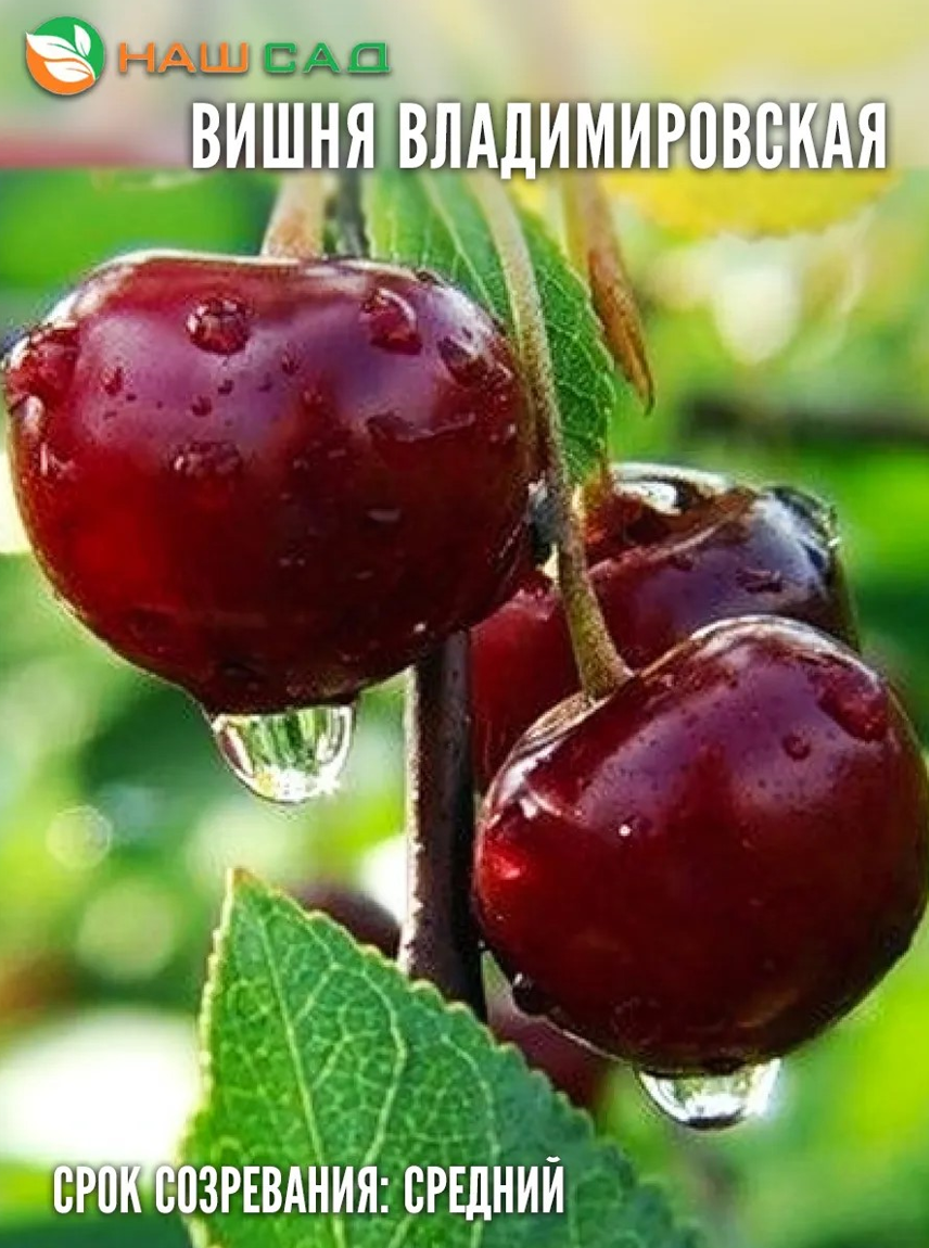 Вишня Владимирская