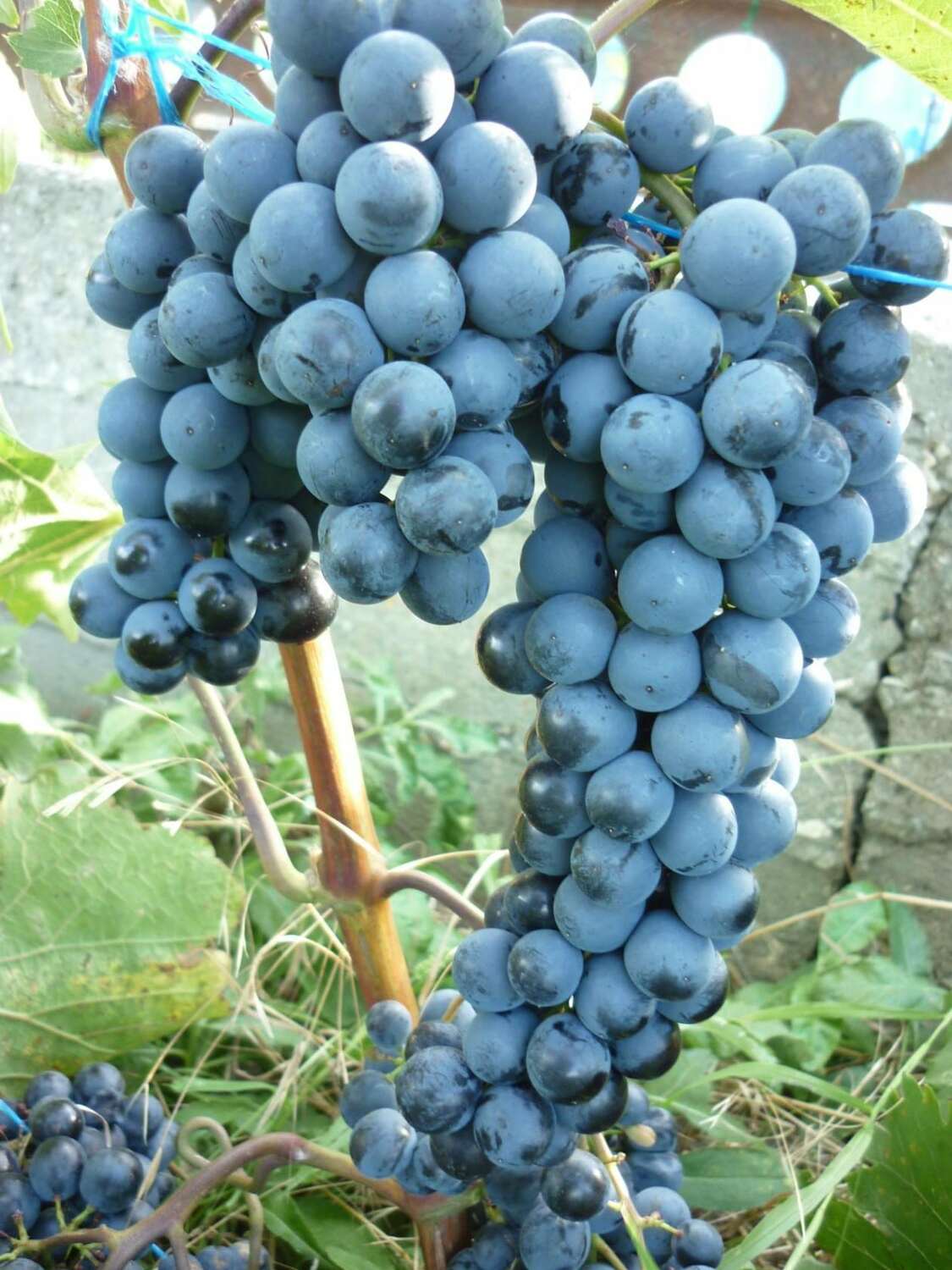 Виноград Ливадийский чёрный