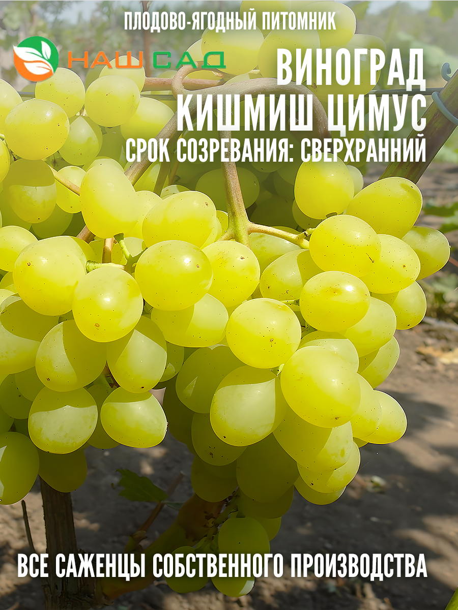 Виноград Кишмиш Цимус Виноград Кишмиш Цимус