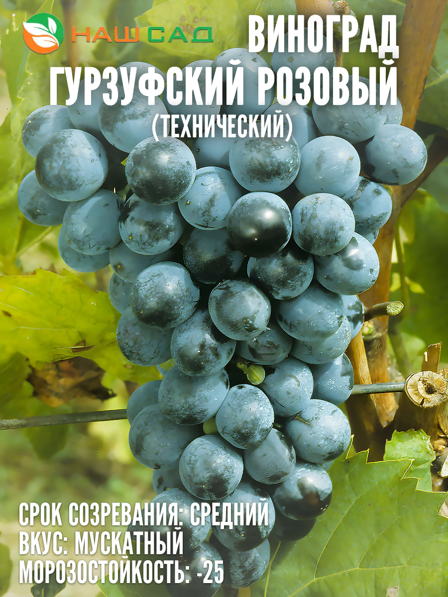 Виноград Гурзуфский розовый Виноград Гурзуфский розовый