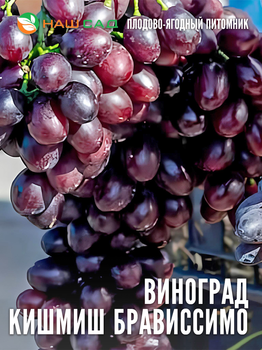 Виноград Кишмиш Брависсимо Виноград Кишмиш Брависсимо