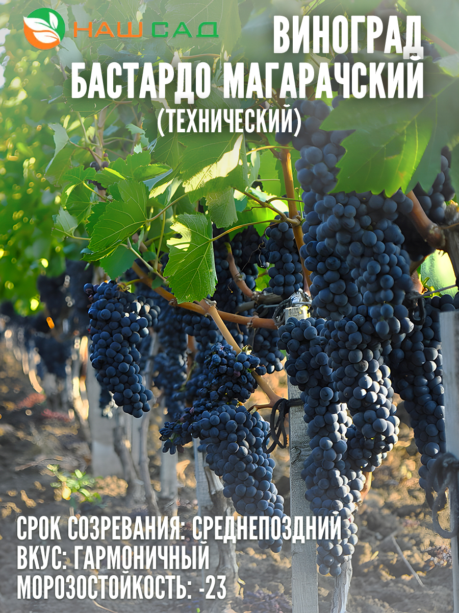 Виноград Бастардо магарачский Виноград Бастардо магарачский
