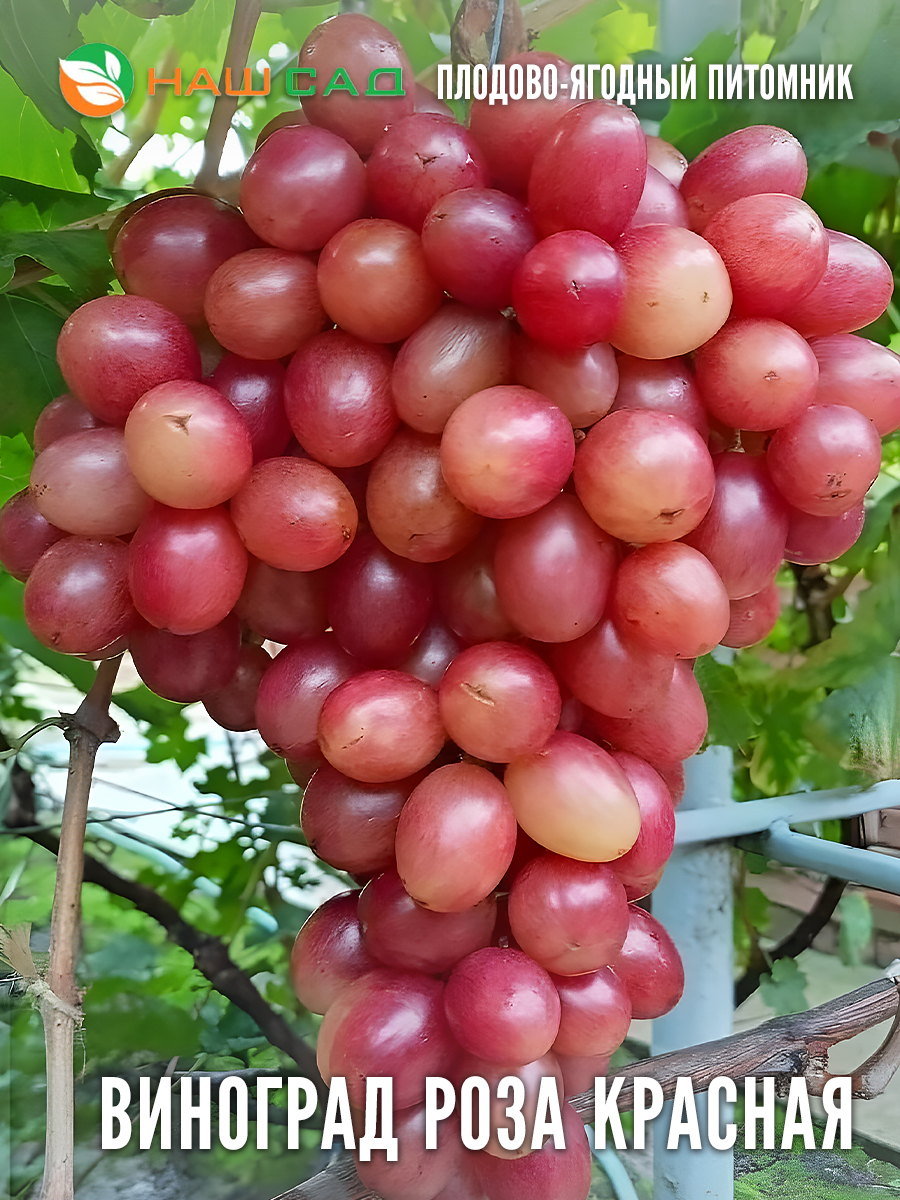 Виноград Роза Красная Виноград Роза Красная