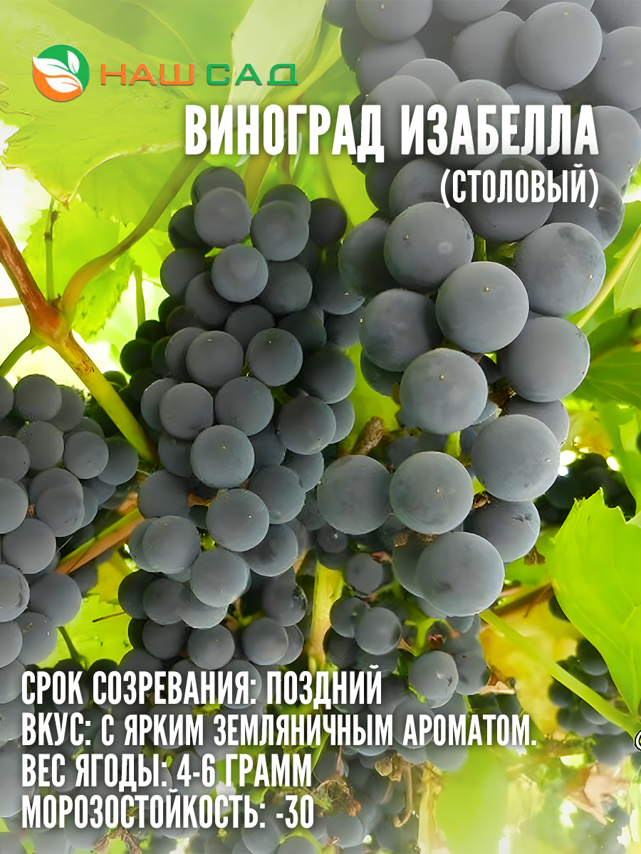 Виноград Изабелла Виноград Изабелла