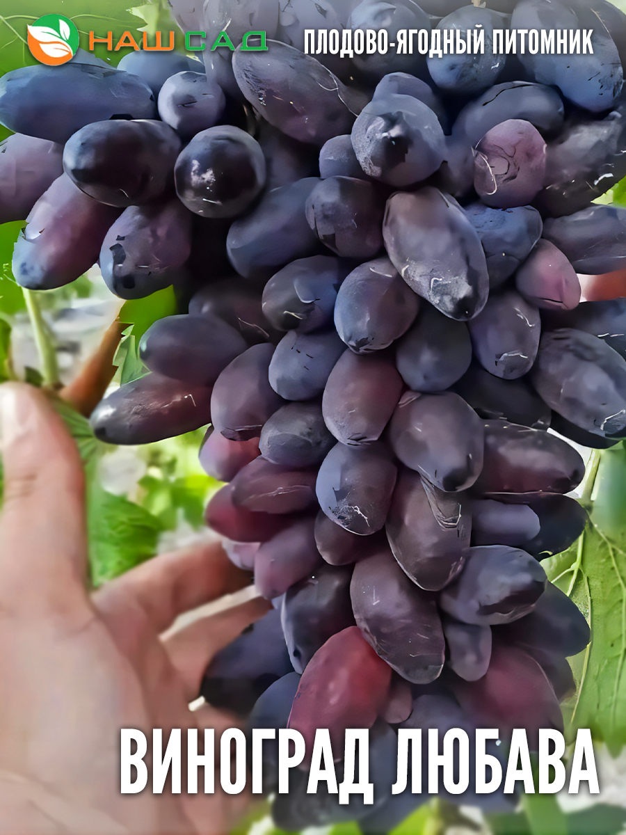 Виноград Любава Виноград Любава