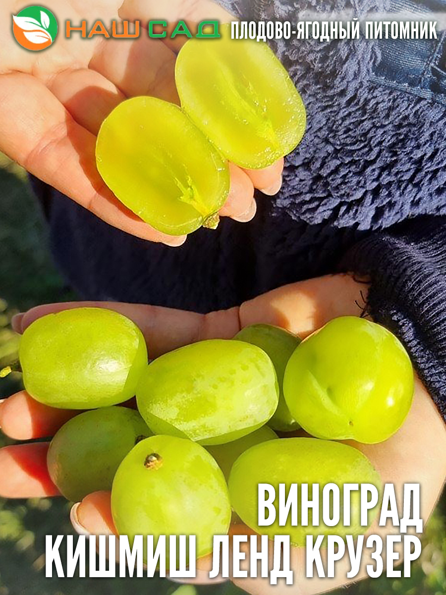 Виноград Киш-миш Отэм Кинг (Король Осени) Виноград Киш-миш Отэм Кинг (Король Осени)