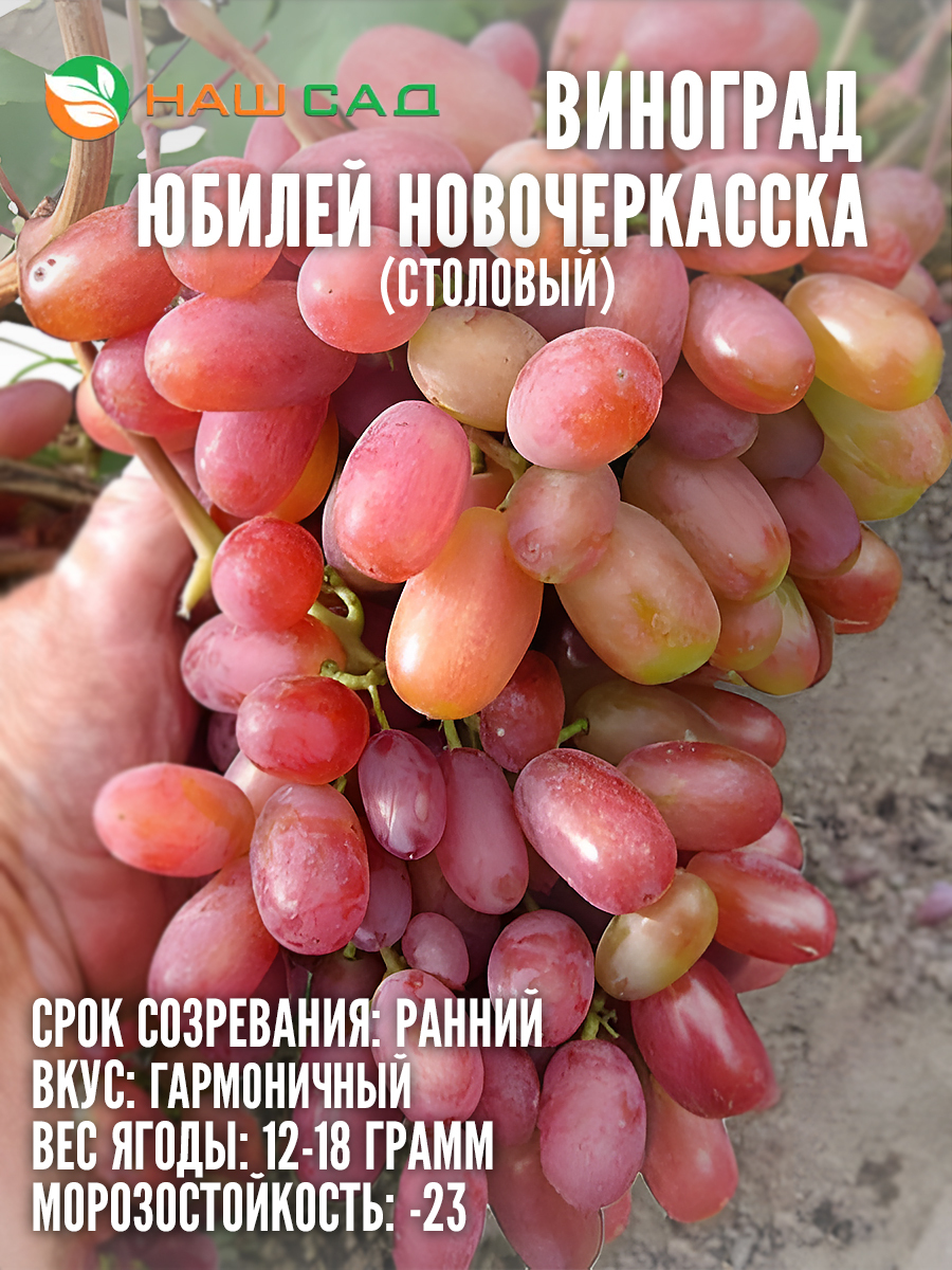 Виноград Юбилей Новочеркасска Виноград Юбилей Новочеркасска