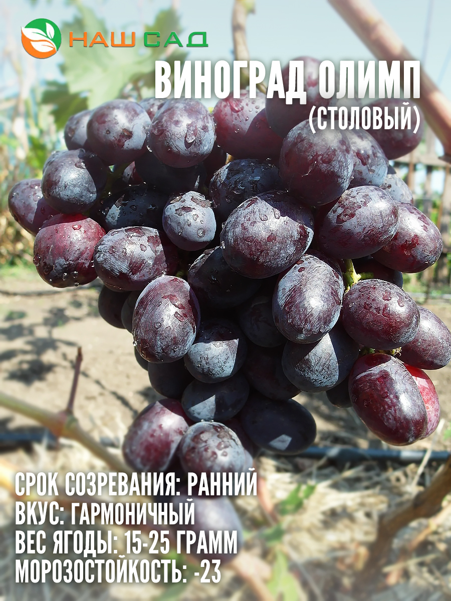 Виноград Олимп Виноград Олимп
