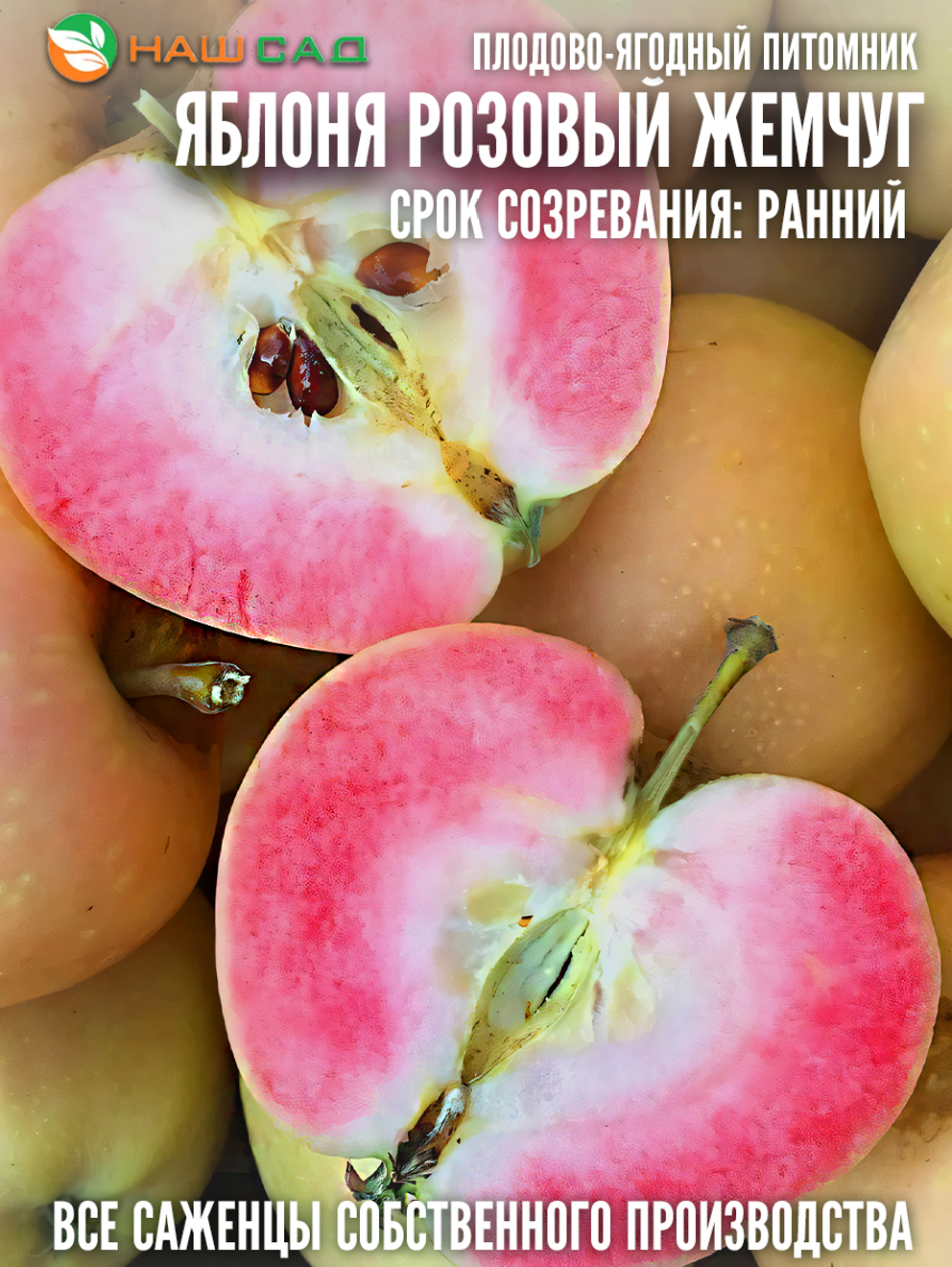 Яблоня Розовый Жемчуг