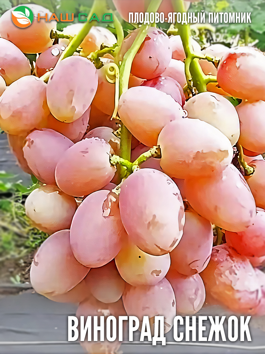 Виноград «Снежок» Виноград «Снежок»