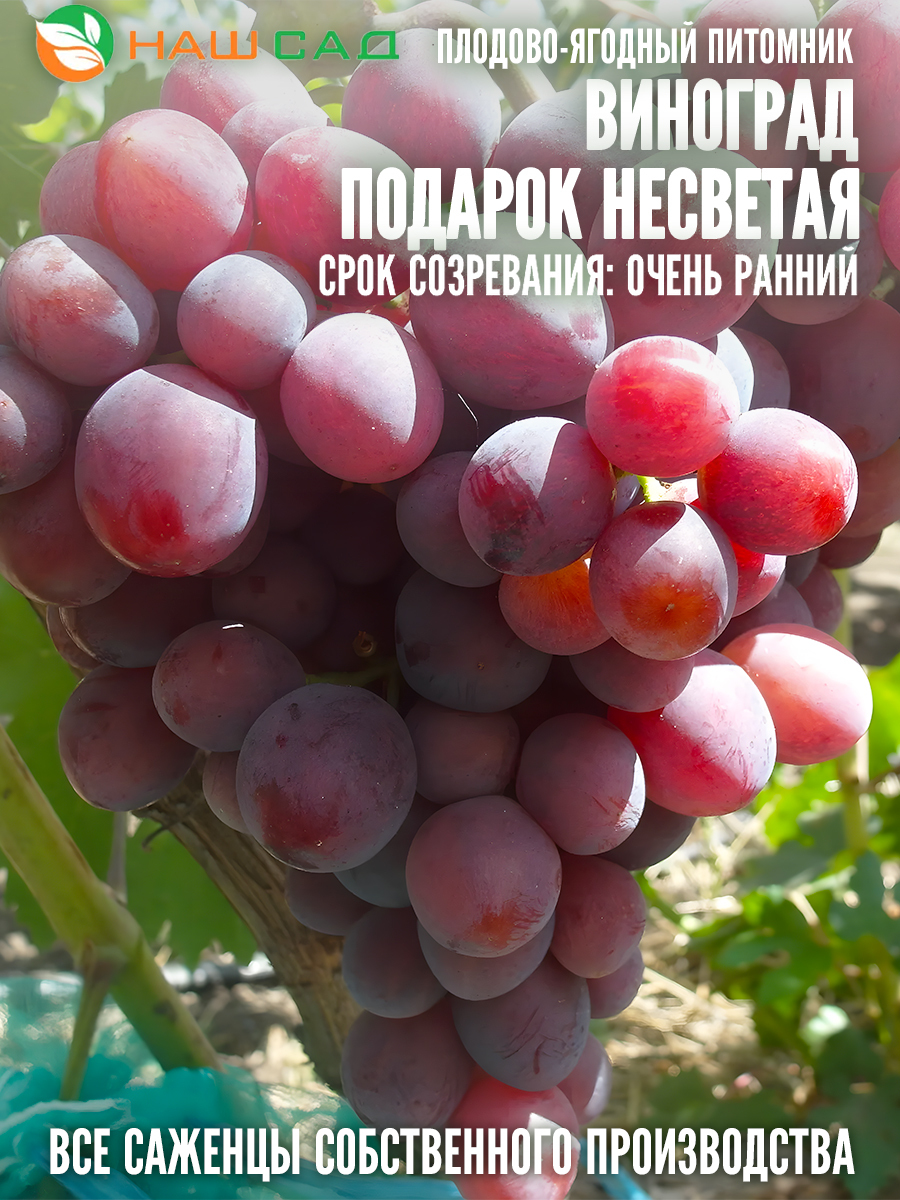 Виноград Подарок Несветая Виноград Подарок Несветая
