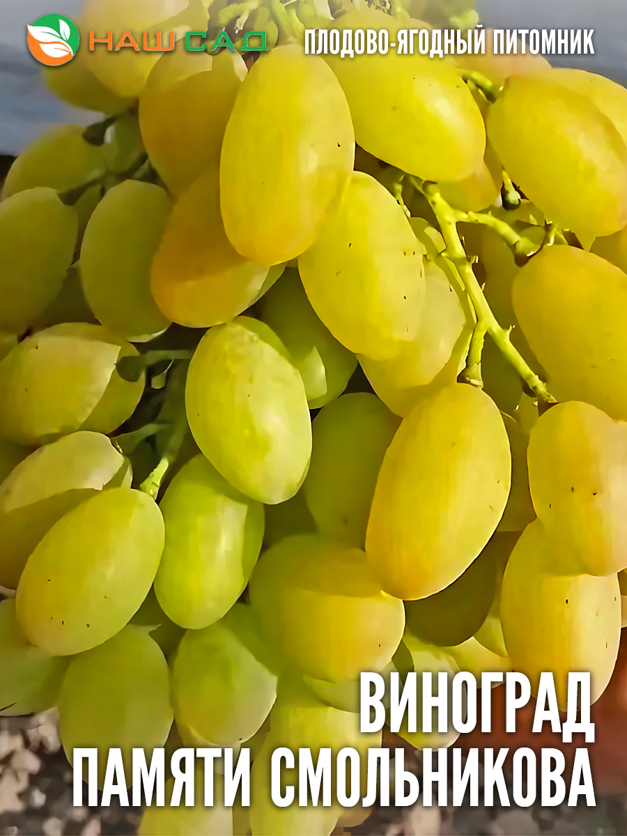Виноград «Памяти Смольникова» Виноград «Памяти Смольникова»