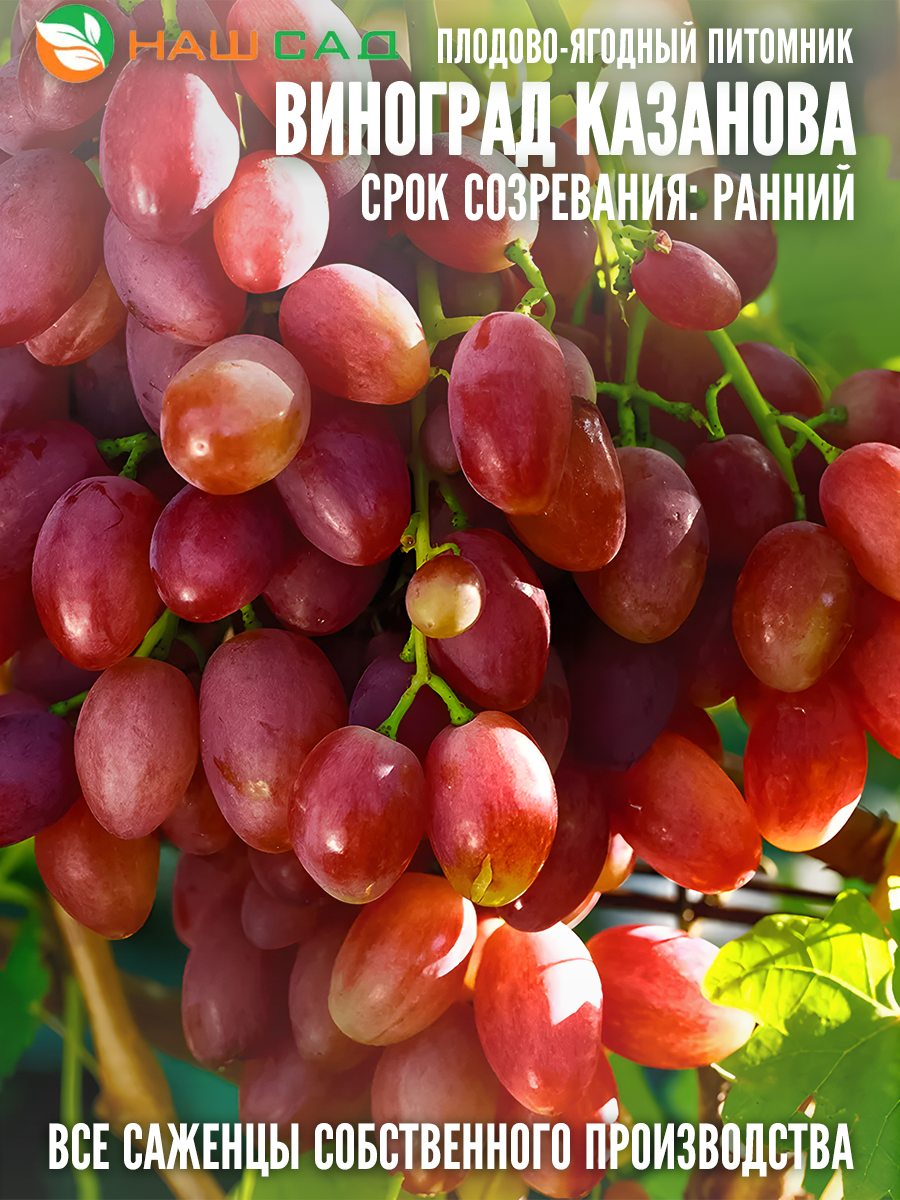 Виноград Казанова Виноград Казанова