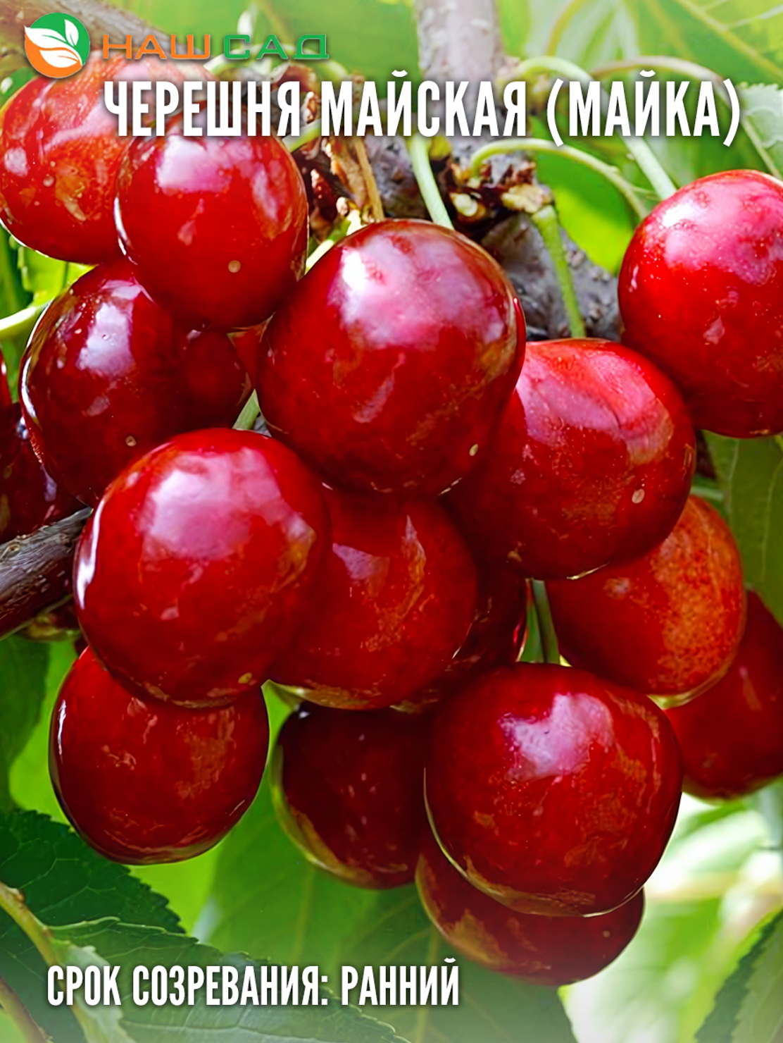 Черешня Майская (Майка) Черешня Майская (Майка)