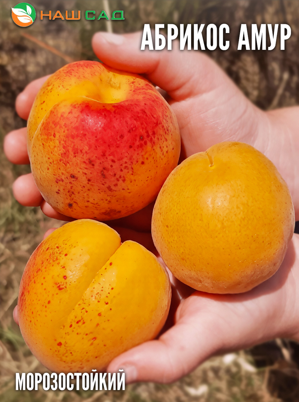 Абрикос Крымский Амур