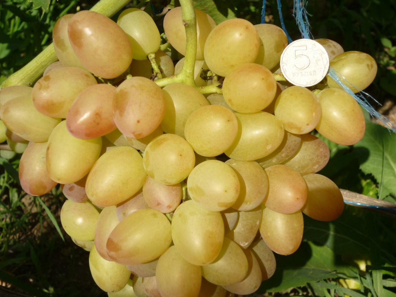 Виноград София