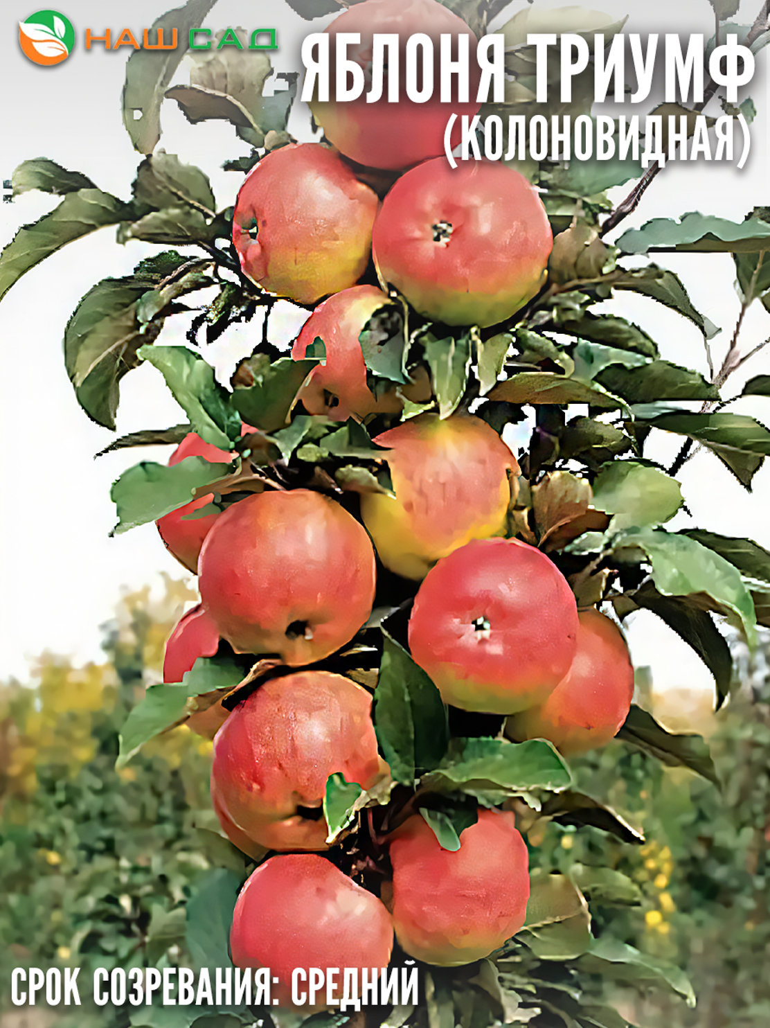 Яблоня Триумф