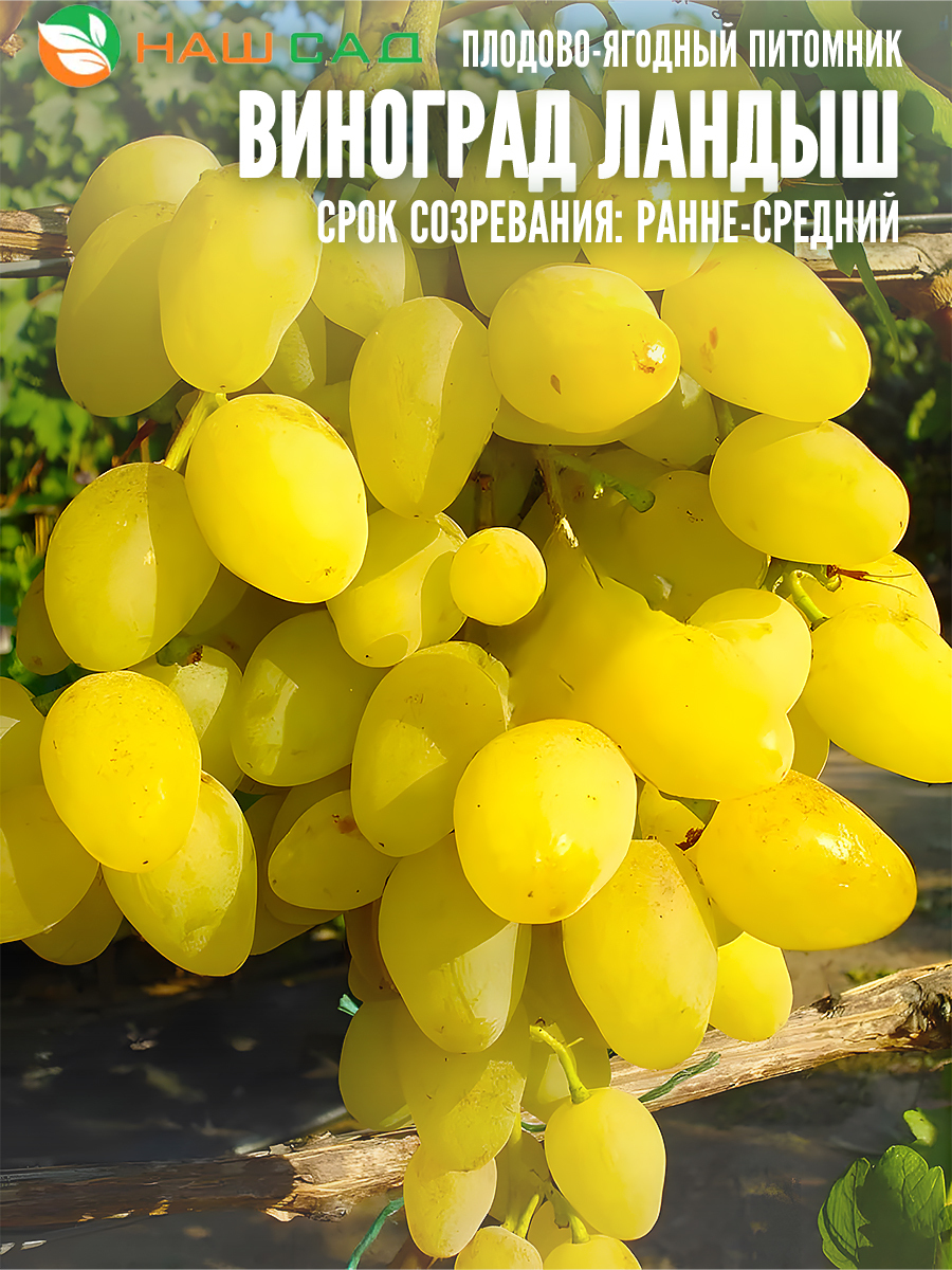 Виноград Ландыш Виноград Ландыш