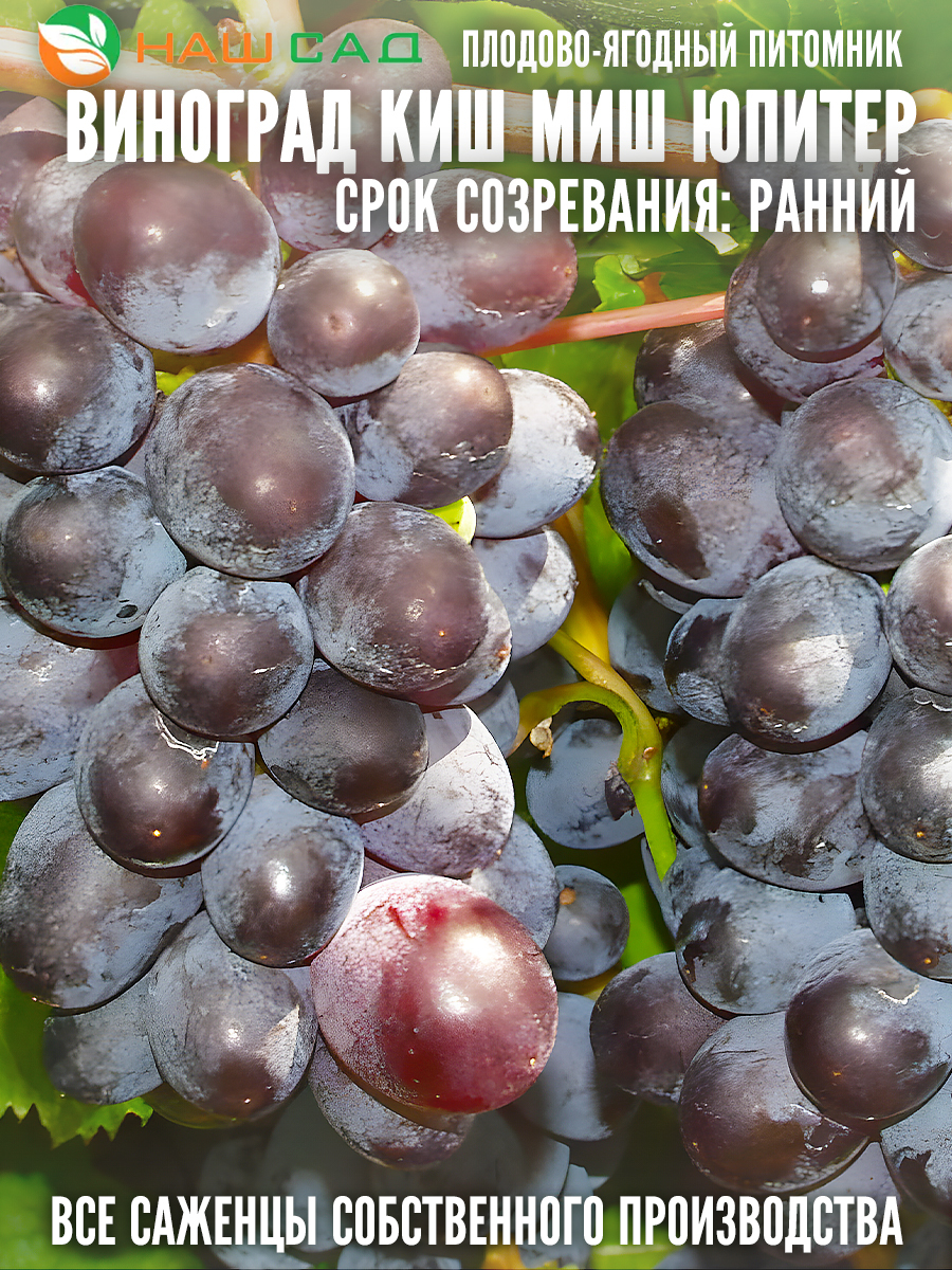 Кишмиш Юпитер Кишмиш Юпитер