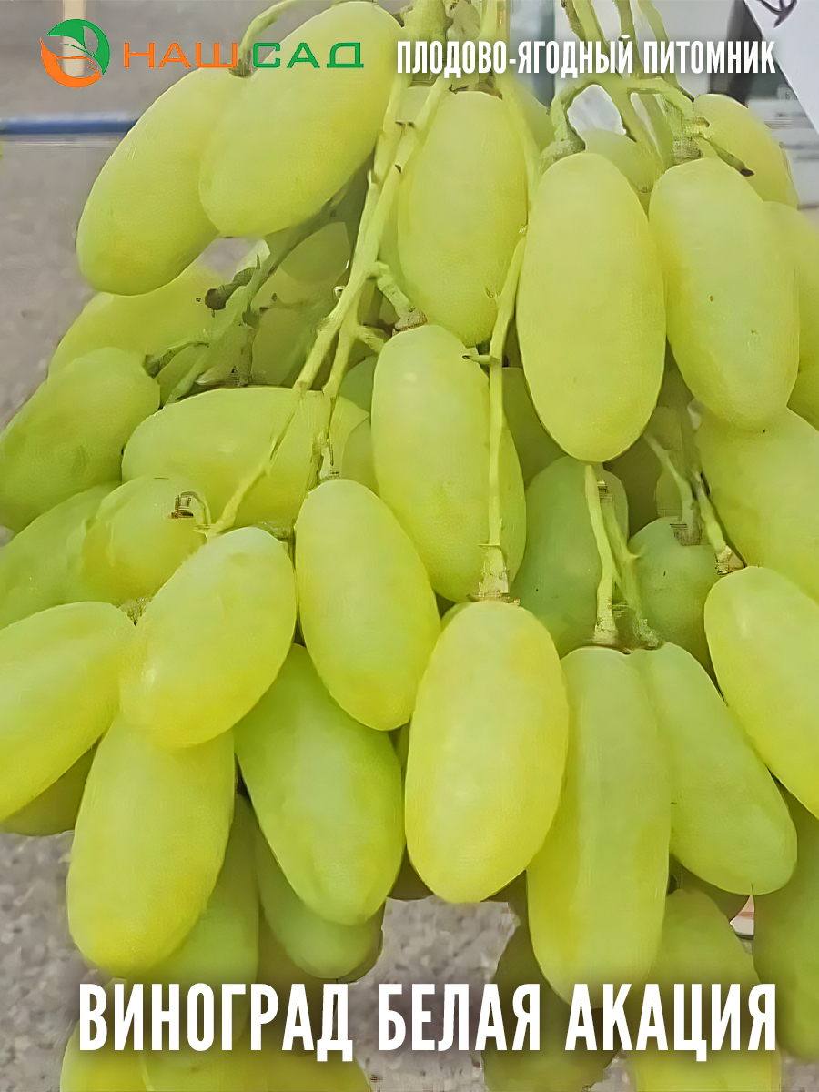 Виноград Белая Акация Виноград Белая Акация