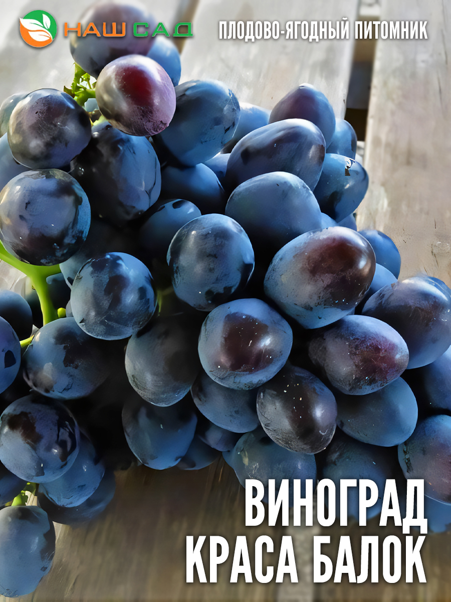 Виноград Краса Балок Виноград Краса Балок