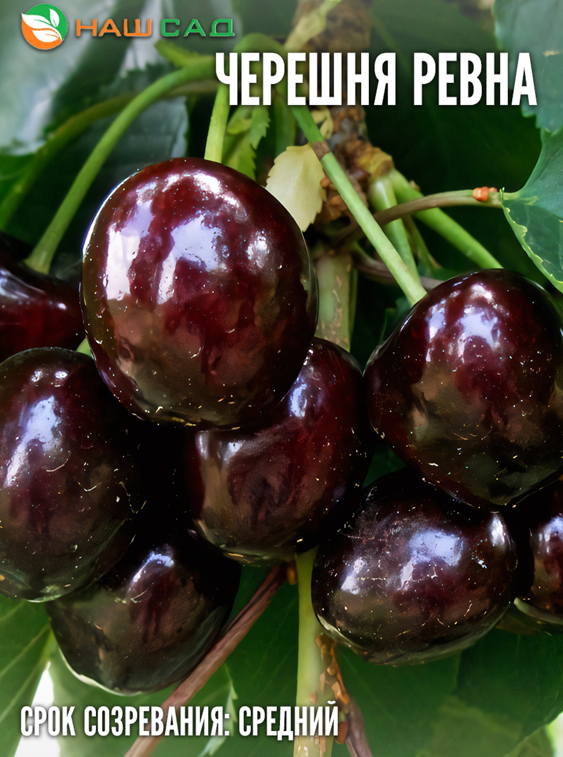Черешня Ревна Черешня Ревна