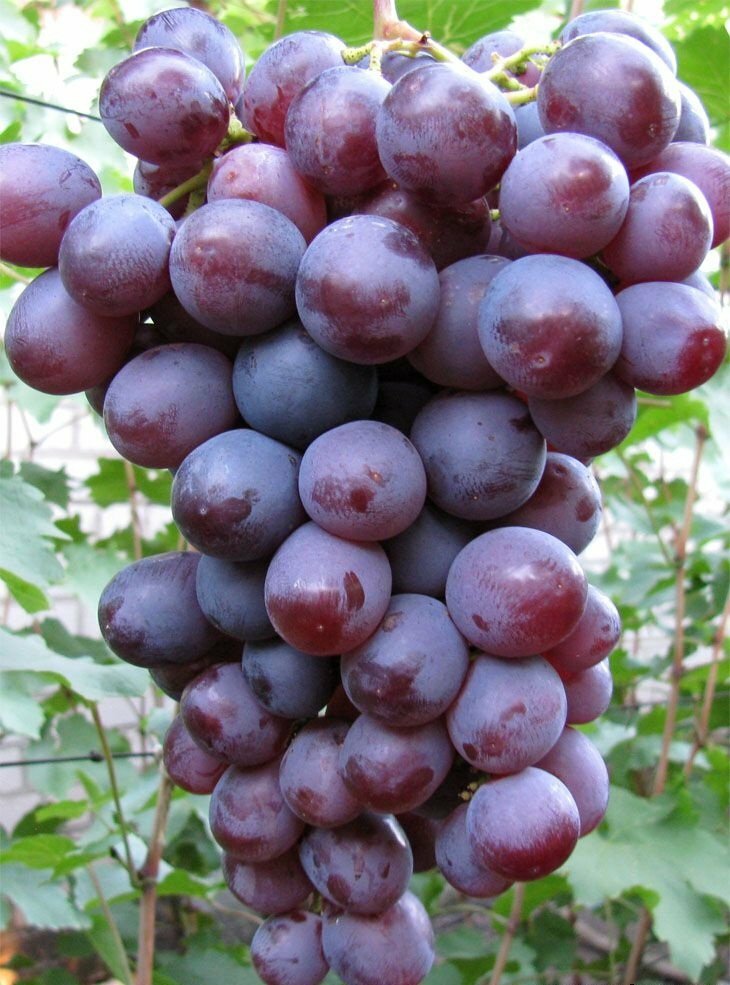 Виноград Низина