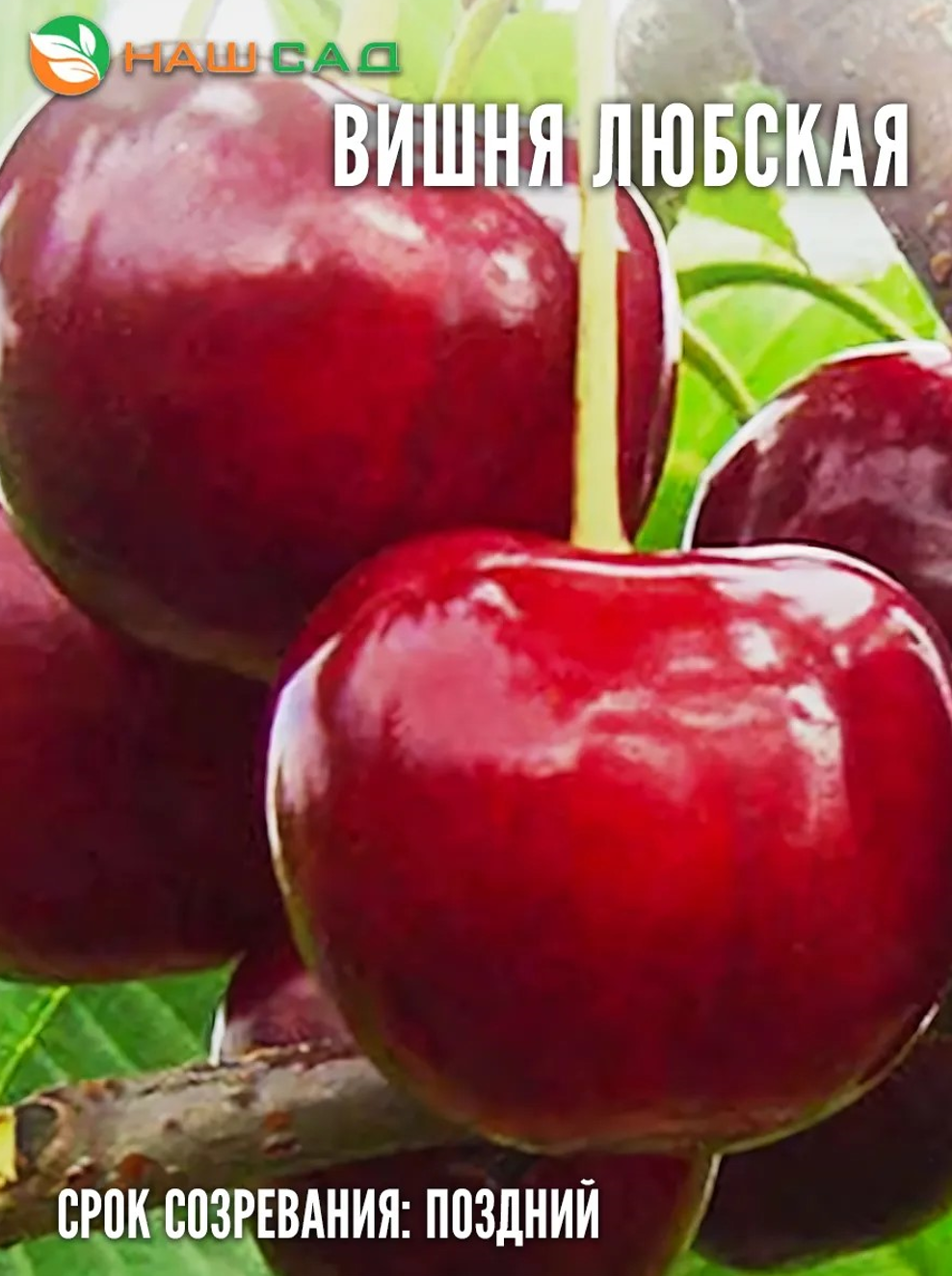 Вишня Любская