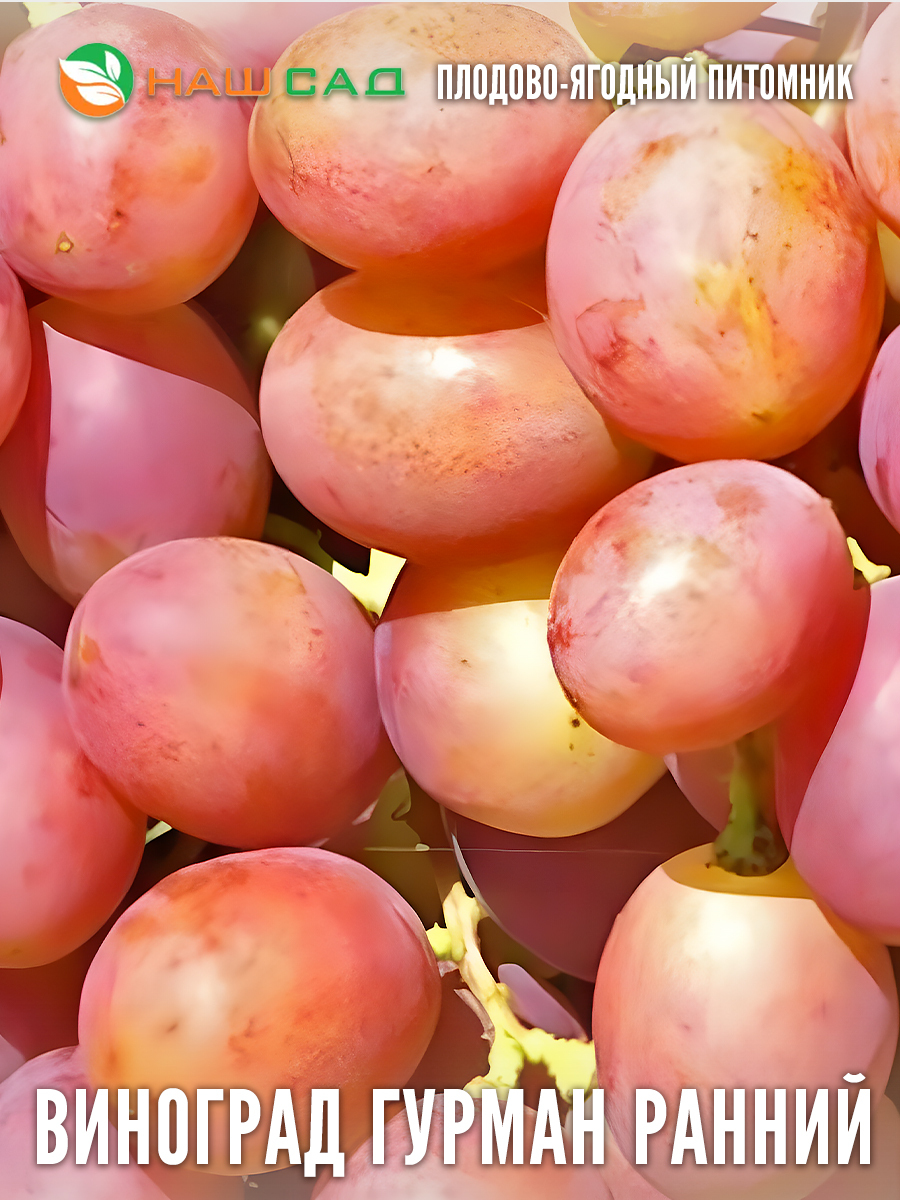 Виноград Гурман Виноград Гурман