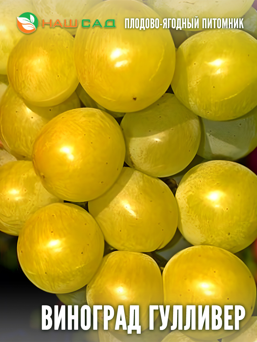 Виноград Гулливер Виноград Гулливер