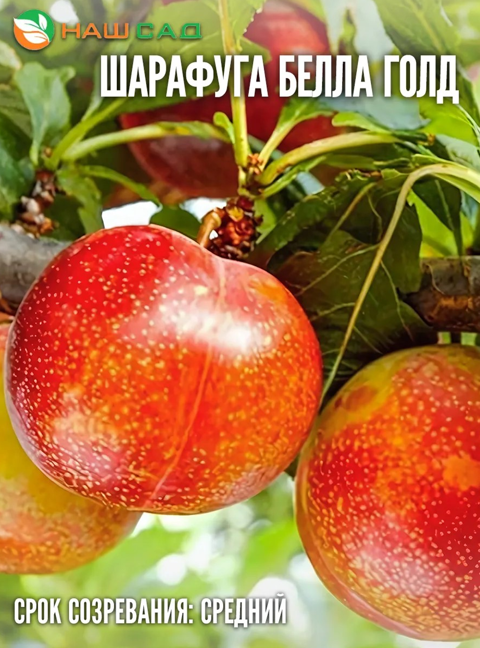 Слива Белла Голд