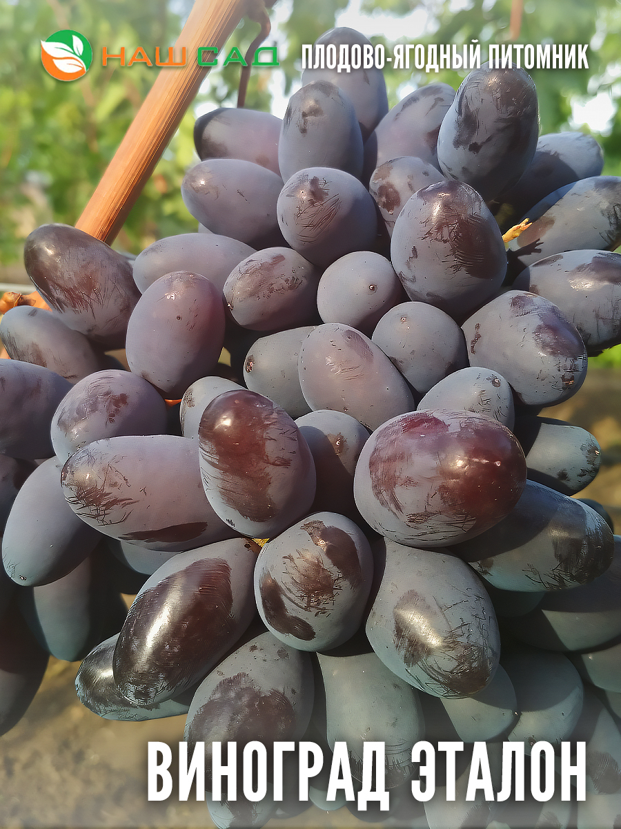 Виноград «Эталон» Виноград «Эталон»