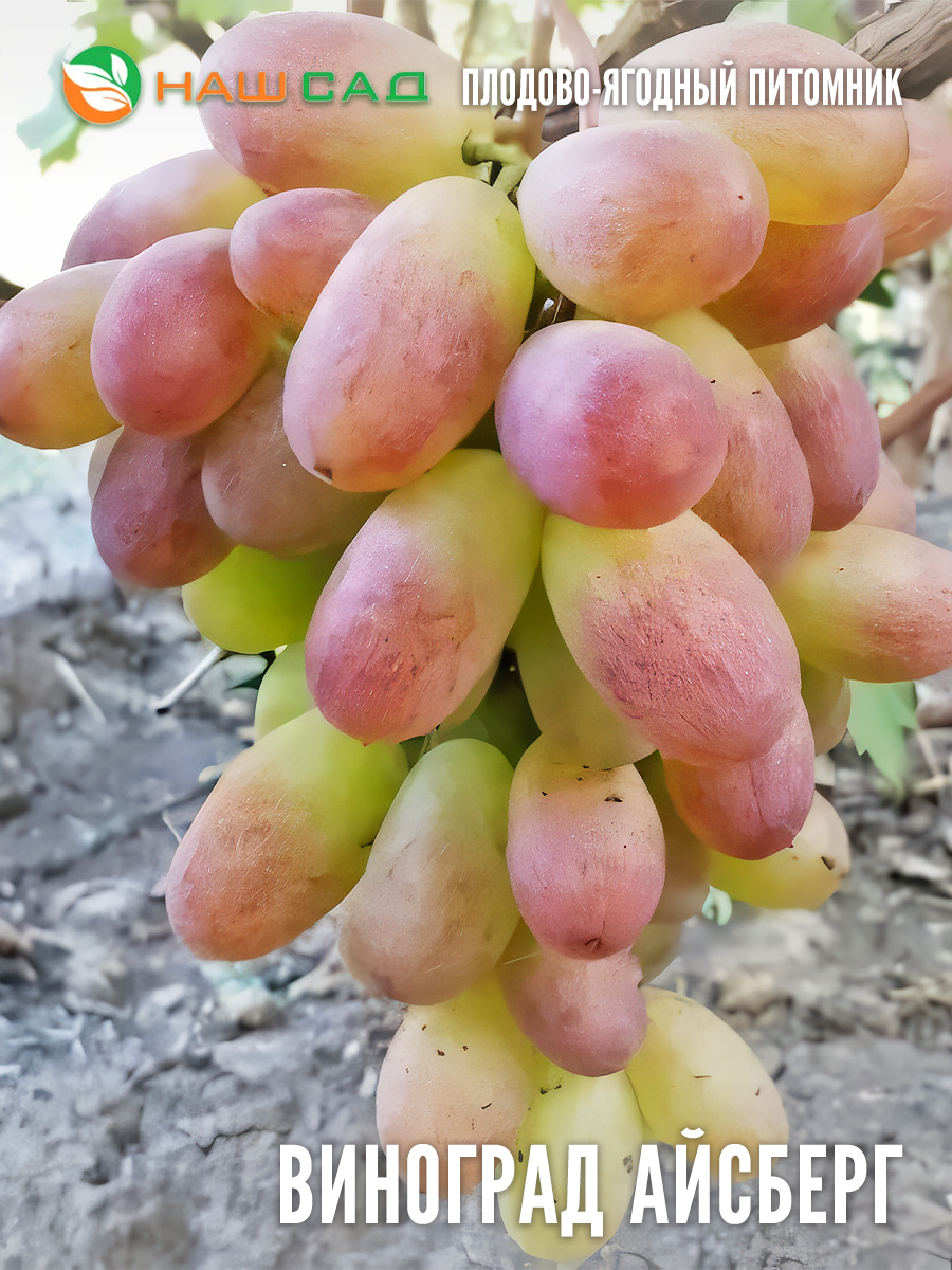 Виноград Айсберг Виноград Айсберг