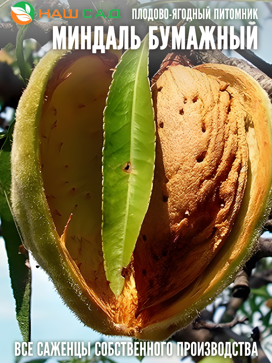 Миндаль Бумажный