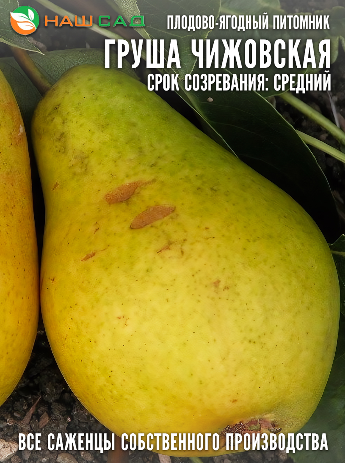 Груша Чижовская