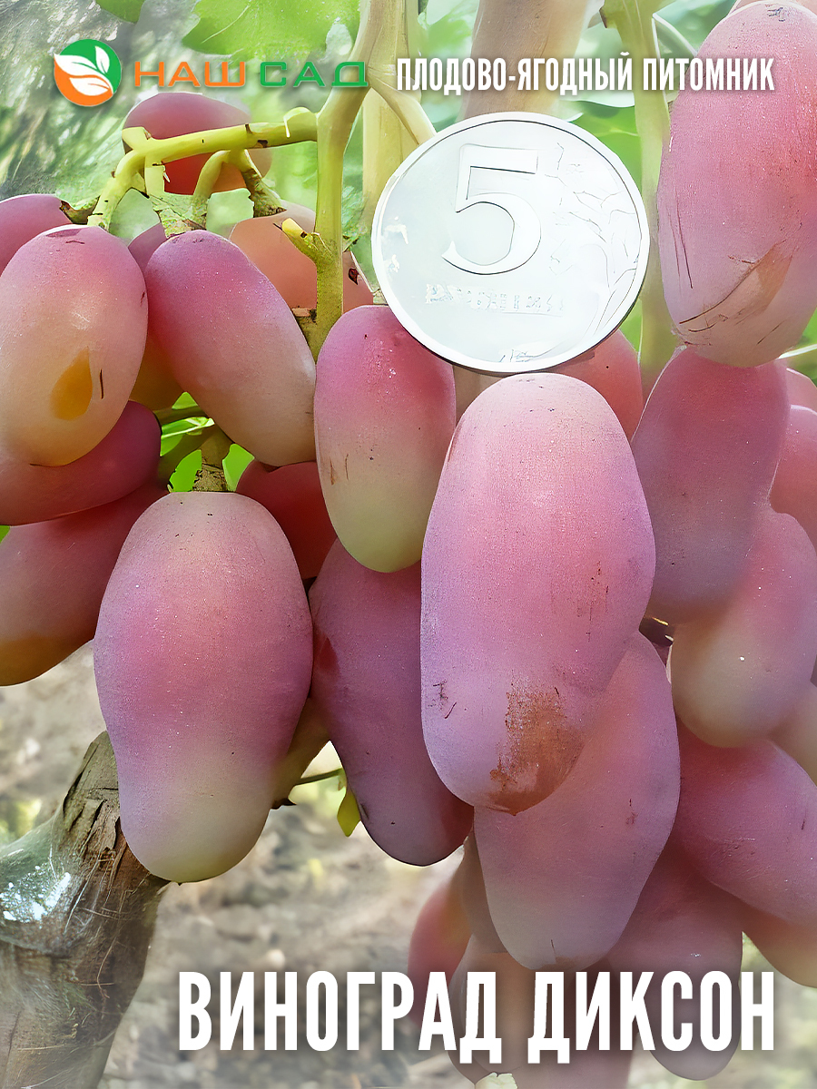 Виноград Диксон Виноград Диксон