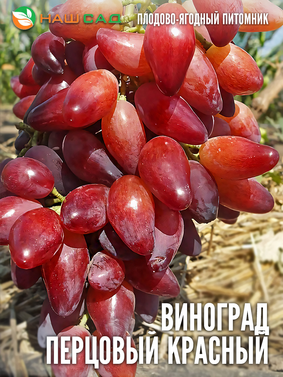 Виноград «Перцовый Красный» Виноград «Перцовый Красный»