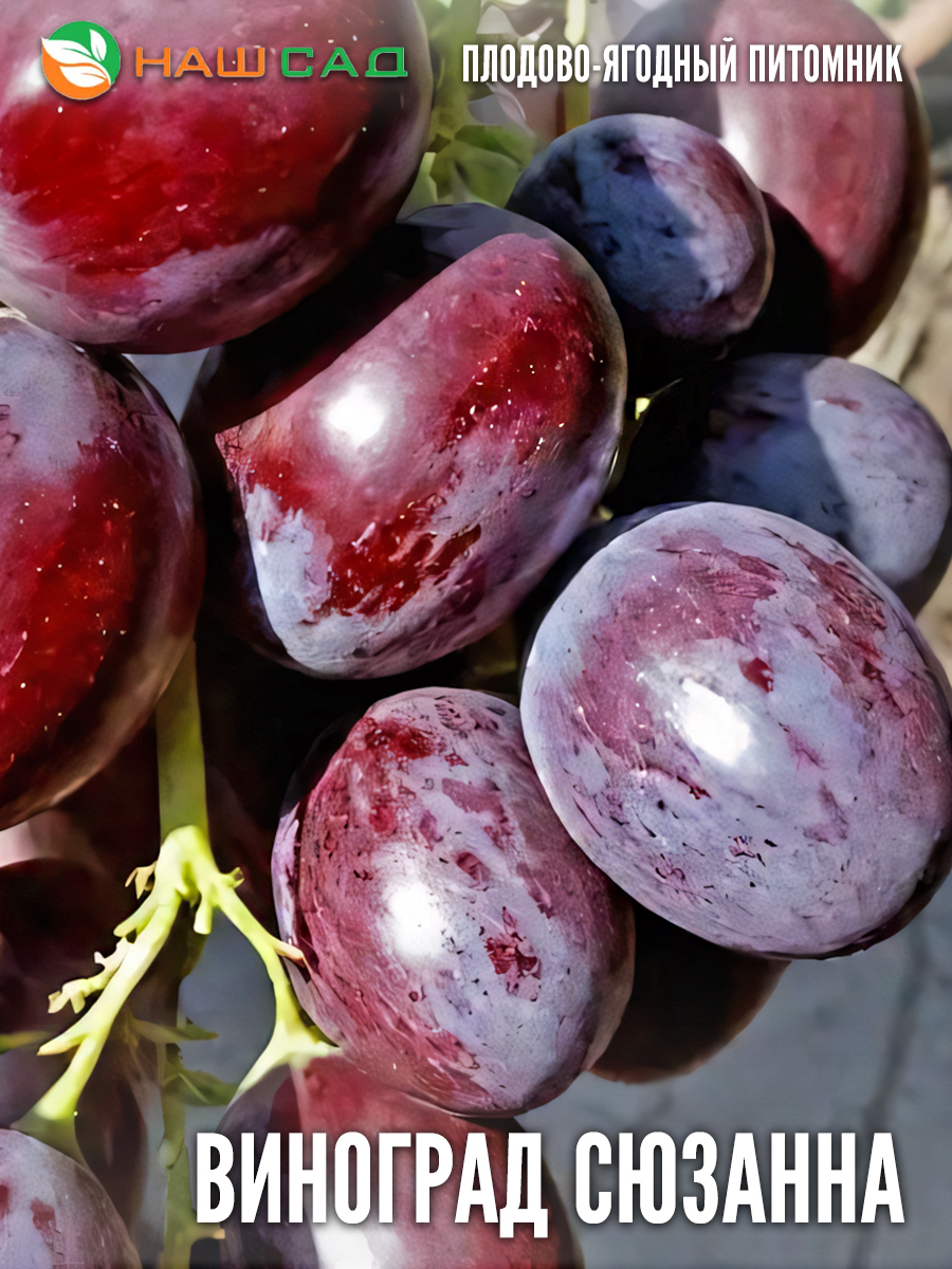 Виноград «Сюзанна» Виноград «Сюзанна»