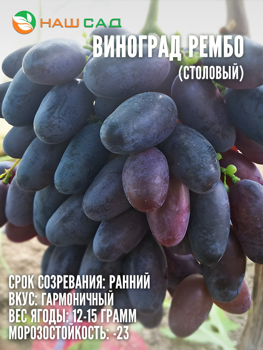 Виноград Рембо Виноград Рембо