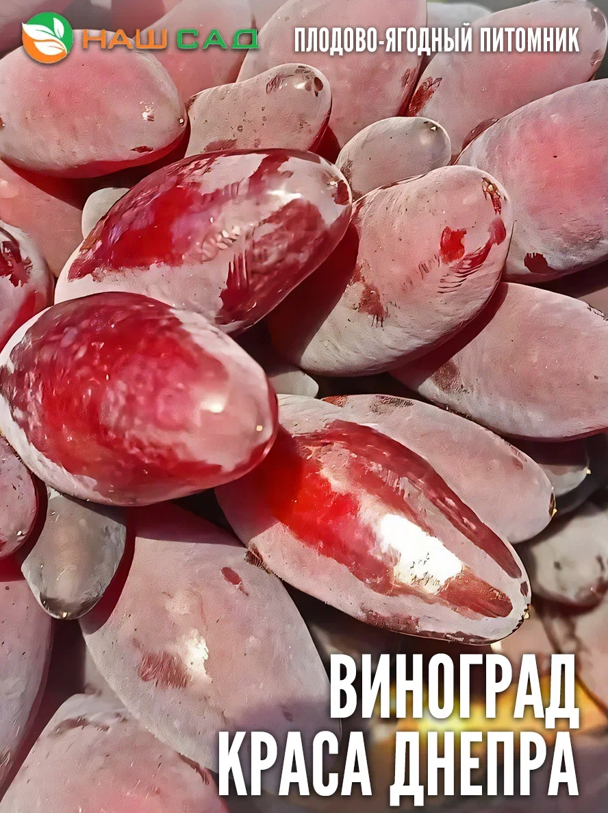 Виноград «Краса Днепра» Виноград «Краса Днепра»